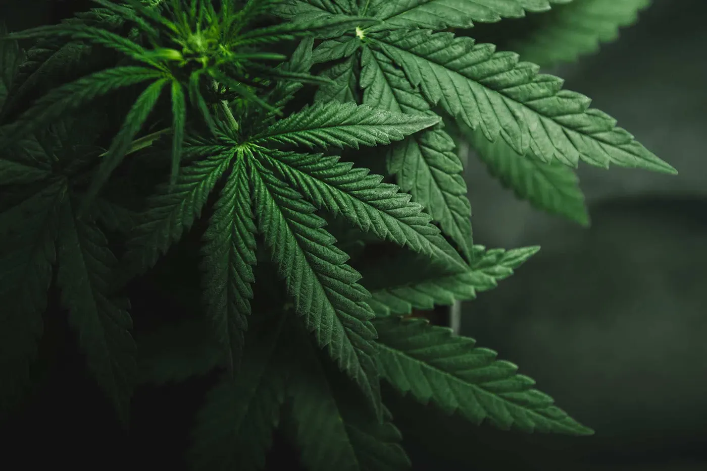 Close-up of green cannabis plant leaves in dark indoor growing environment